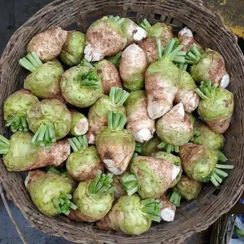 四川特产新鲜大头菜宜宾麻辣大头菜丝咸菜儿菜娃娃菜5斤包邮