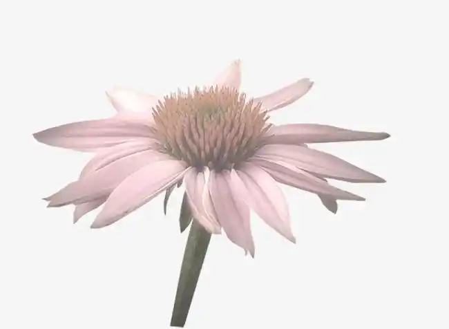 花卉ps素材手绘装饰