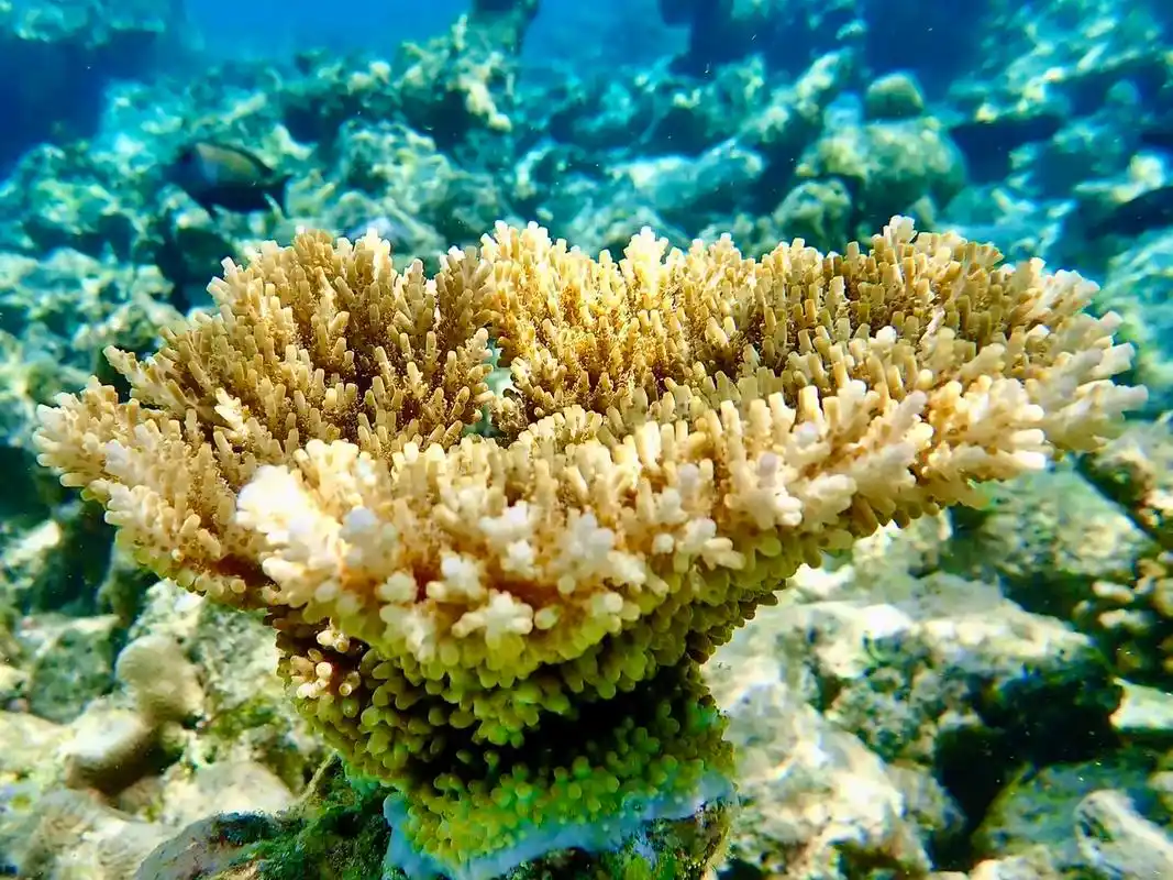 马尔代夫的梦幻水下.#图文伙伴计划 马尔代夫的水下世界斑斓而 - 抖音