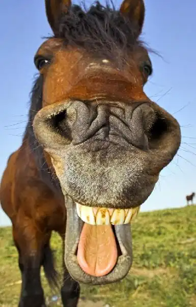 海豹爱摆拍捧腹大笑网络爆红动物搞笑卖萌大盘点