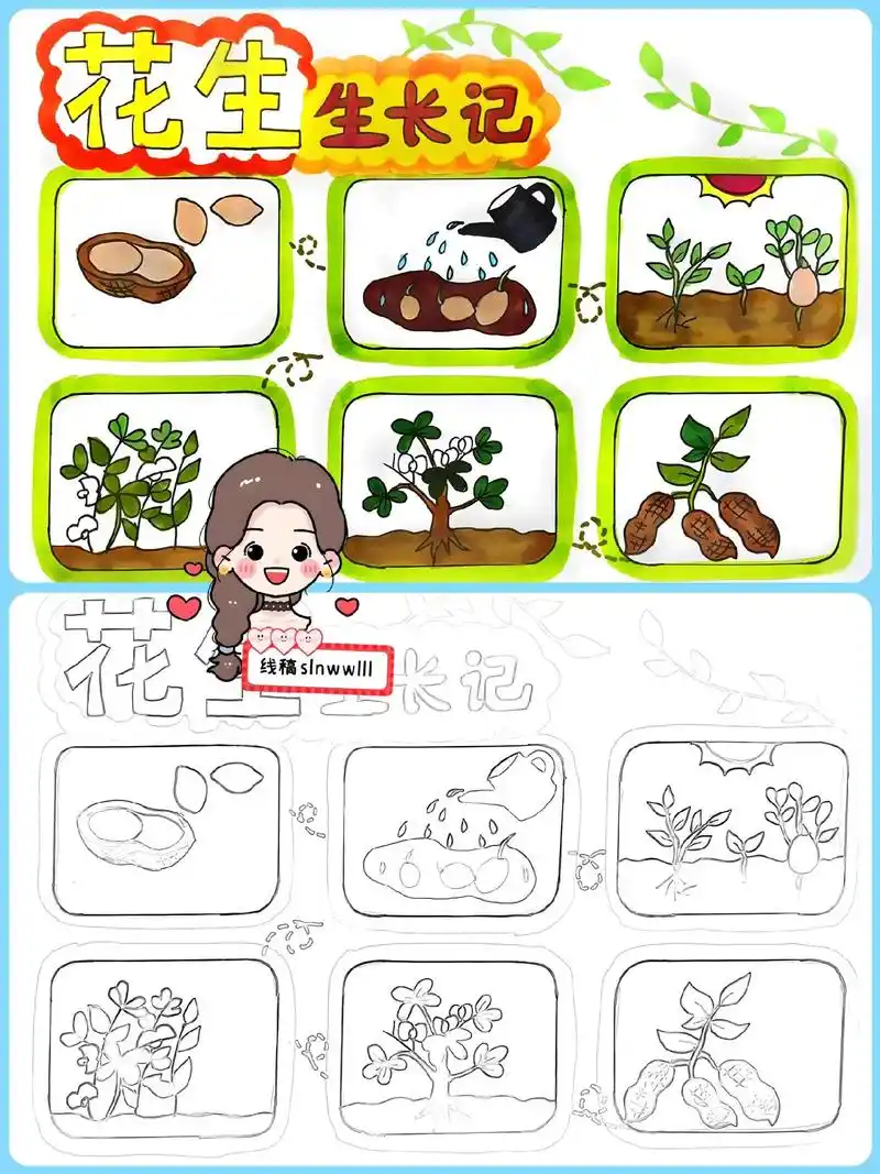 花生生长记手抄报.自然笔记,植物生长,花生生长记,花生记录卡 - 抖音