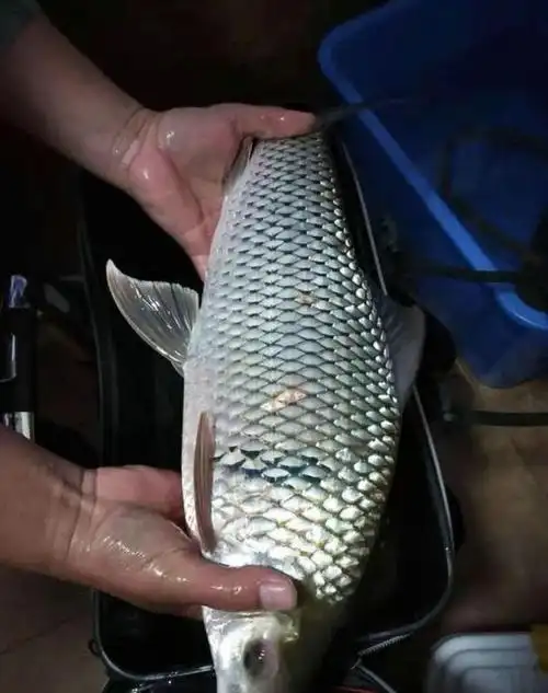 湖南河道花鲫鱼大量出没最大5斤一条哪来的