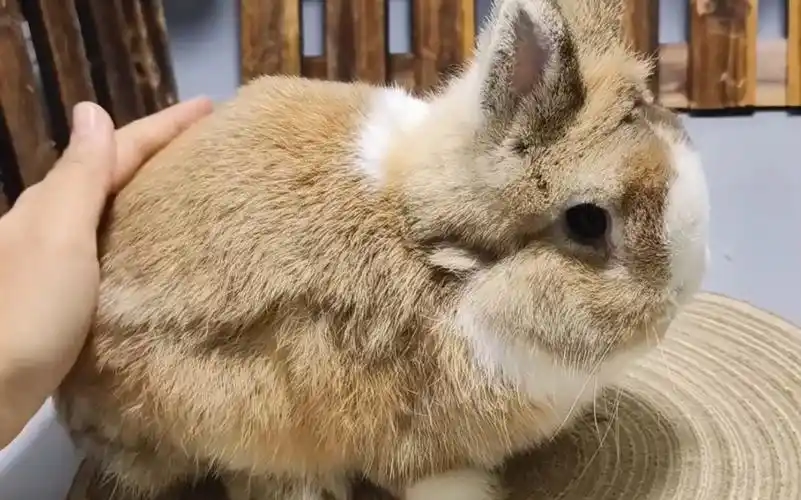 有人喜欢这个颜色的肥兔嘛