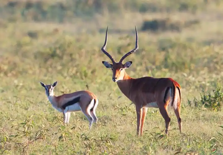 几种常见非洲羚羊的辨识