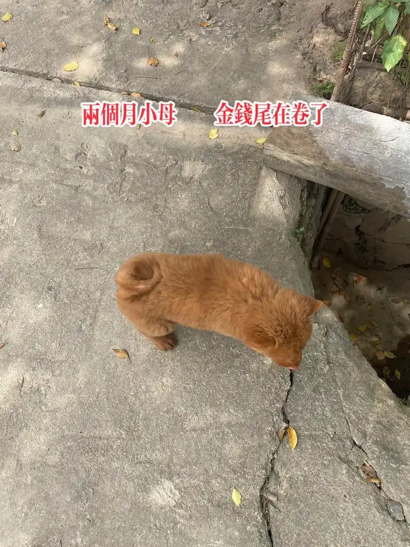 五红犬 两个月小母  金钱尾正在卷98 - 抖音