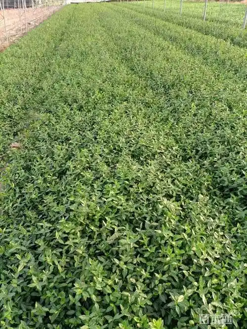 40厘米小叶扶芳藤