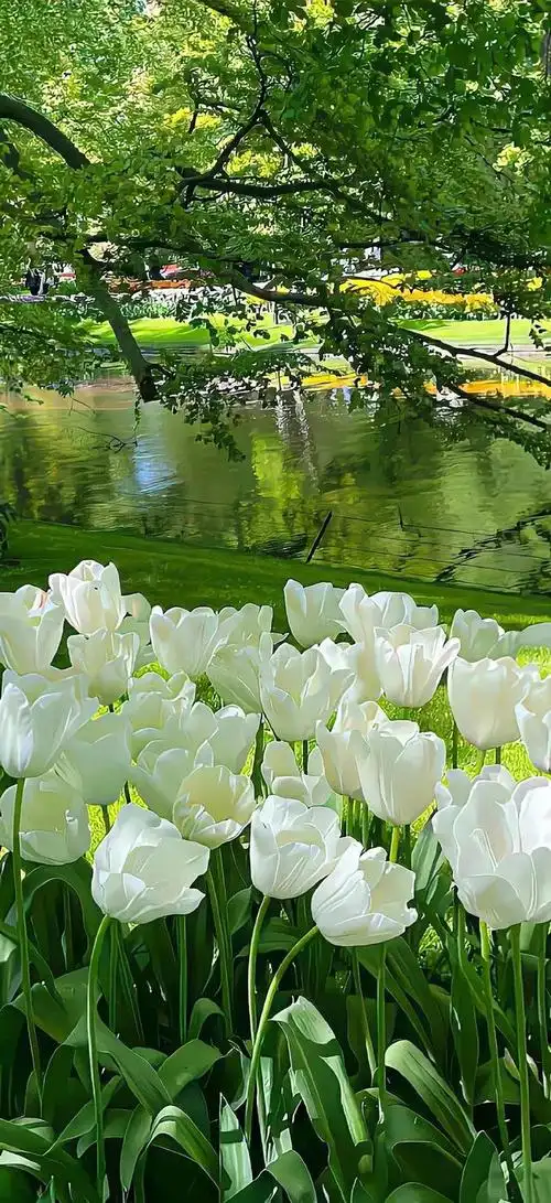 壁纸分享花即使不被欣赏也依然会开