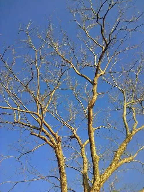 树分支机构枝杈