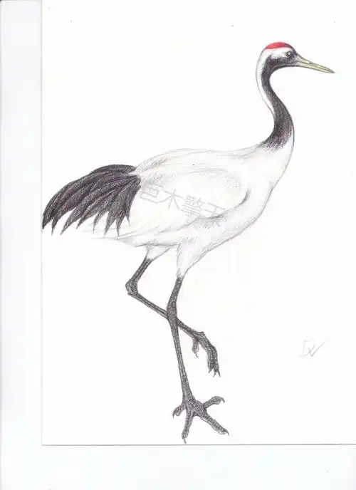 彩铅画鹤10～丹顶鹤