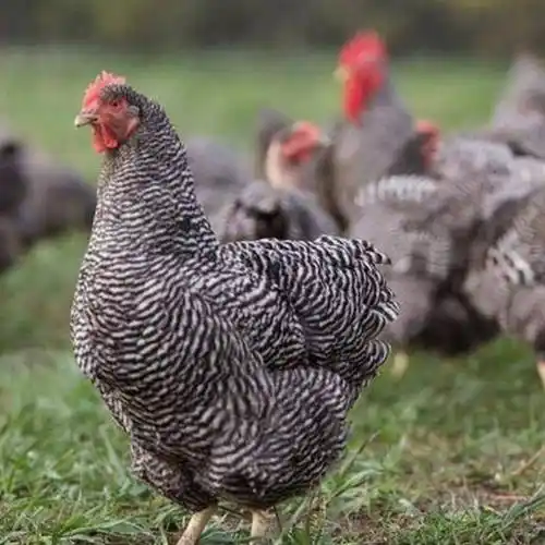 广西芦花鸡苗孵化厂家 南宁芦花鸡母鸡苗批发 玉林北海小芦花鸡苗供应