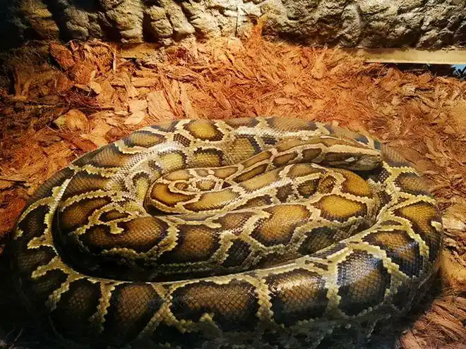 广东一30斤大蟒蛇躲在吸污车上力气太大消防员紧急出动