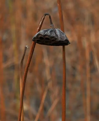 枯荷无尘,残荷无恙 - 美篇