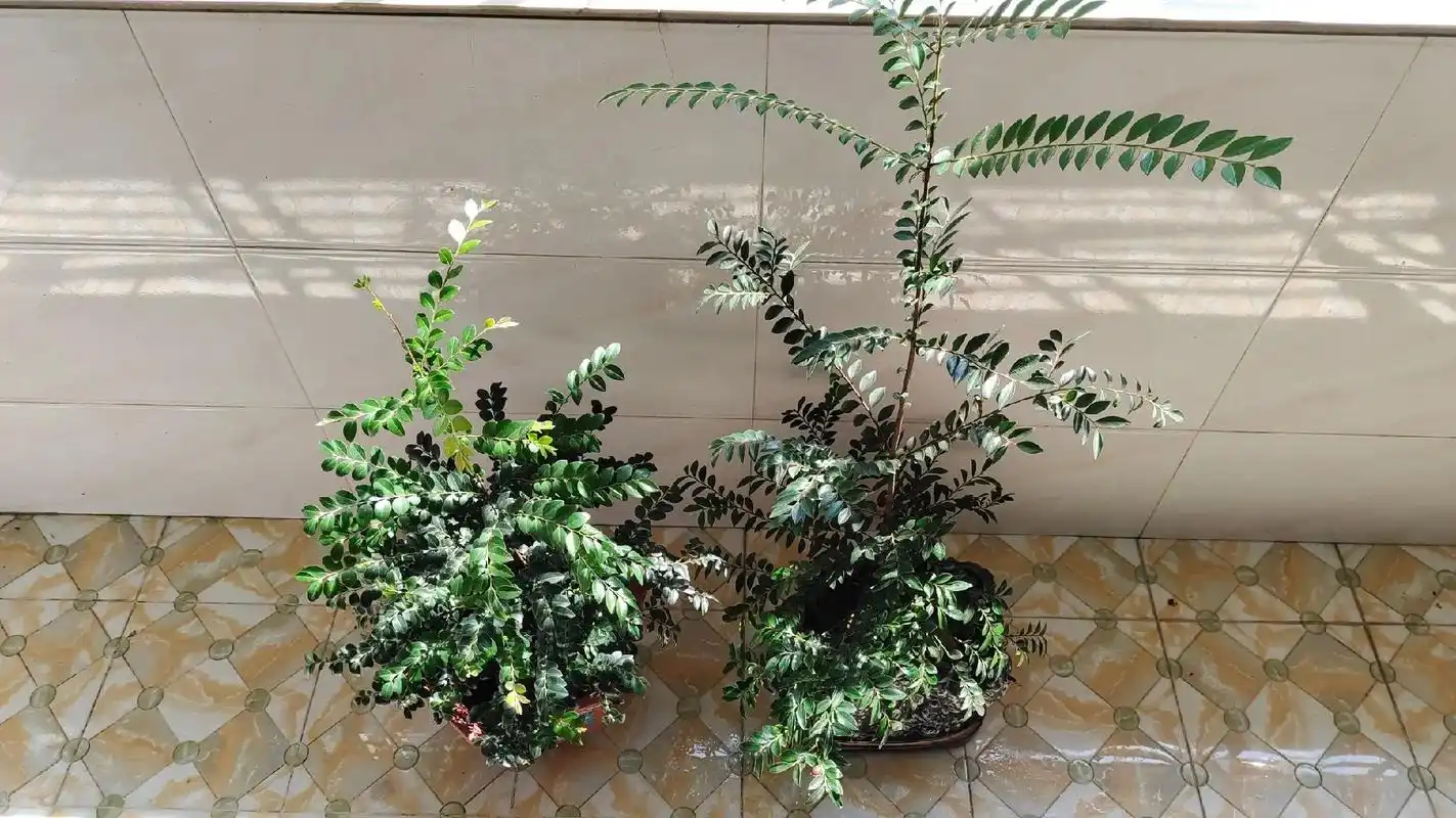 18年购买的两颗小叶紫檀树,至今有5年了.  - 抖音