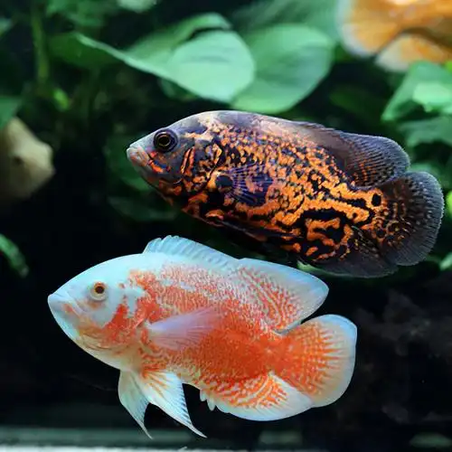黑地图鱼白地图鱼大型热带观赏鱼活体淡水大量供应宠物鱼批发