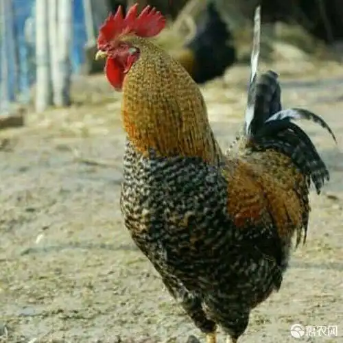 红芦花鸡苗,场价直销!诚信经营!品质保证!