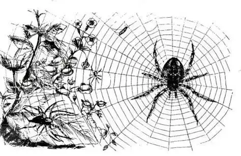 条纹蜘蛛的巢简笔画