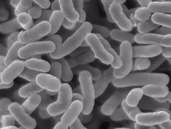 显微镜下的乳酸菌