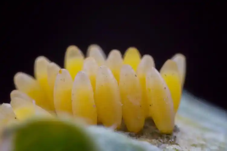 草蛉卵图片第3张