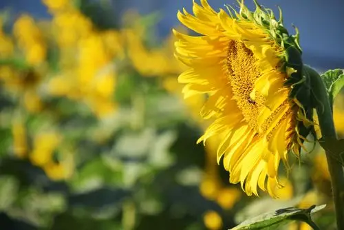 向日葵又名向阳花,因花朵面朝太阳而得名,代表一种阳光的理念;每一朵