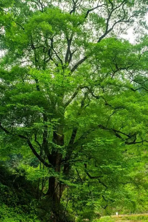 树龄1500年!益阳有棵中国最美古树