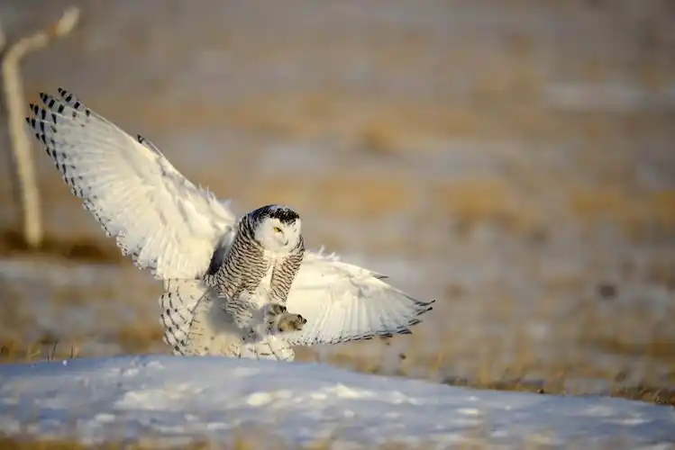 北极女王雪鸮梦幻阿尔山摄影团