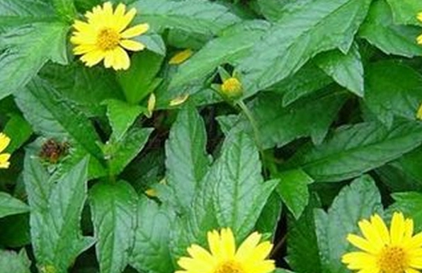 中药龙舌草的功效与作用