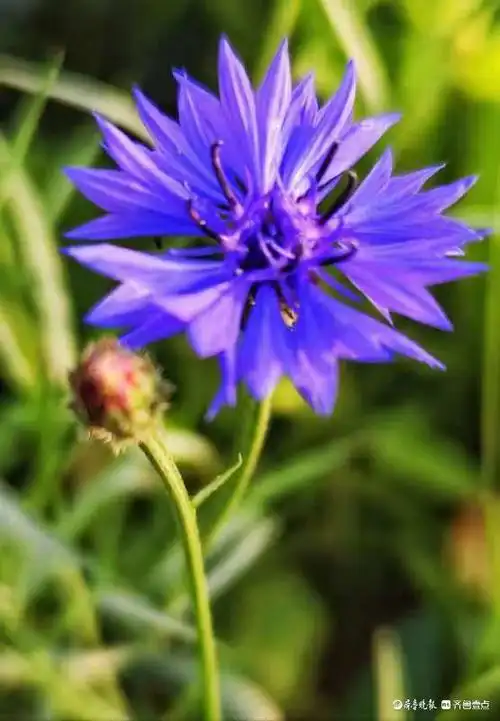 矢车菊的花色有白红黄紫等多种颜色,紫色矢车菊的花语是遇见幸福,清秀