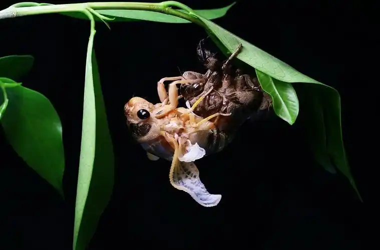 蝉脱壳图片昆虫蝉蝉脱壳