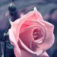 玫瑰花头像图片大全,粉红色,红色,黄色,白色,纯正红色-个性头像