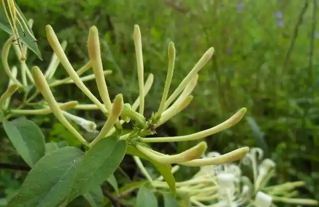 乐活有道 ▏金银花的9种应季吃法
