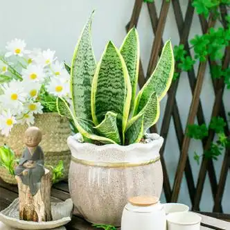 泰西丝  金边虎皮兰盆栽植物室内客厅花卉多肉四季常青好养虎尾兰大型