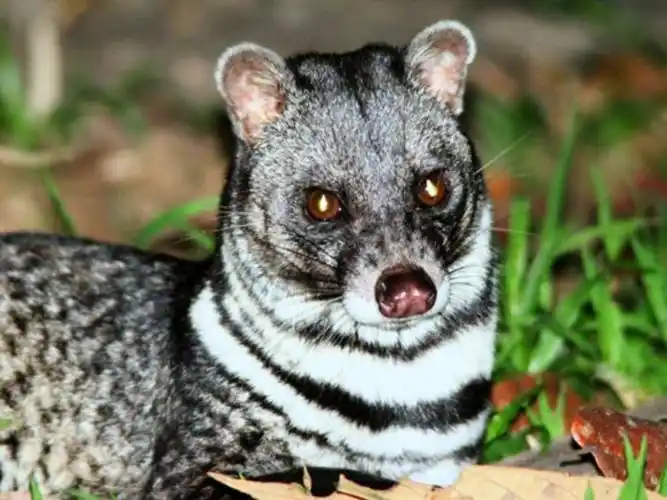 四川光雾山首次发现珍稀濒危动物大灵猫,因灵猫香闻名,却用臭味防身