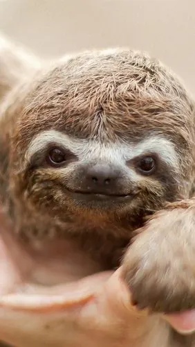 树懒漂亮的微笑 iphone 壁纸