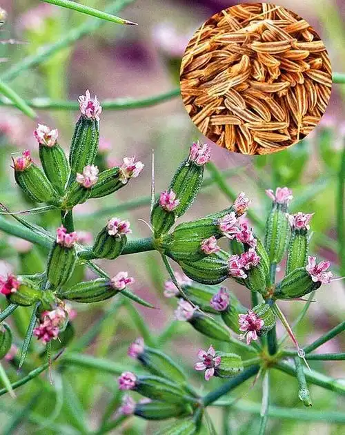 安息茴香,为伞形科一年生草本植物,喜欢温暖潮湿的气候,孜然为黄褐色