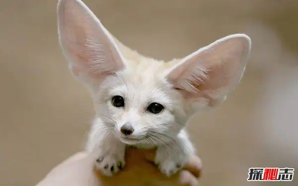 世界上最小的狐狸耳廓狐个子娇小大耳朵超萌