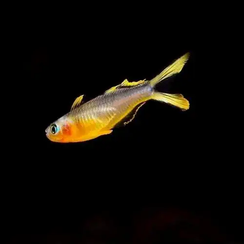 燕子霓虹小型热带观赏灯科橘红草缸上层鱼群鱼