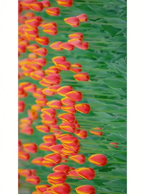 春有约花不负郁金香和樱花横屏观看