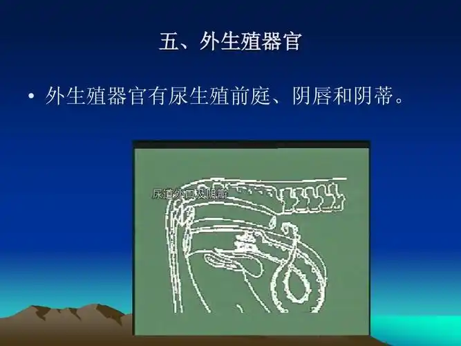 母牛的生殖生理ppt