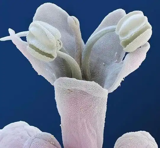 原来显微镜下的花朵是这样的