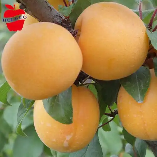 徽果优选杏梅320元斤软糯香甜甜而少酸