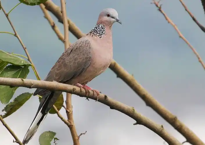 展开全部 珠颈斑鸠