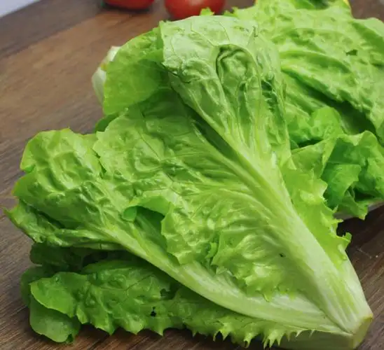 汇鲜蔬果 新鲜蔬菜生菜 意大利生菜 色拉沙拉菜 唐生菜绿色500g