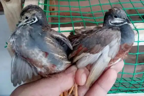 鹌鹑怎么分公母附养殖方法