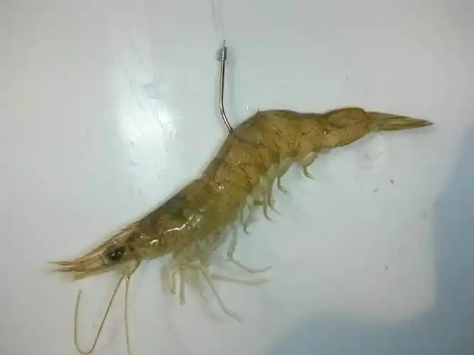 淡水鲈鱼怎么去钓