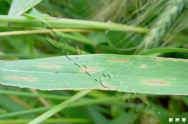 小麦炭疽病如何防治?