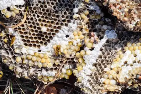马蜂窝摧毁了马蜂窝.画在蜂巢的表面.黄蜂的幼虫和蛹.臭鼬照片