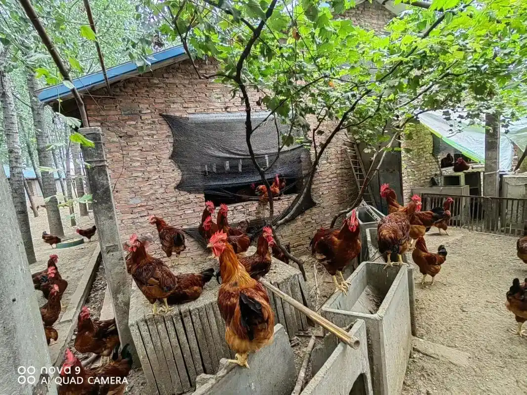 中秋将至,走亲访友最优的选择,自家散养的大红柴公鸡,价格合理 - 抖音