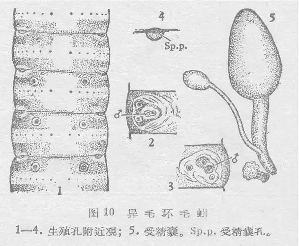 异毛环毛蚓图册_百度百科