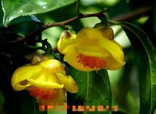 金花的功效与作用 金花的药用价值