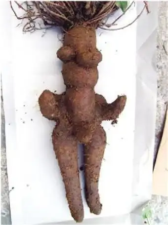 人形何首乌想卖去什么地方能交易-现金交易